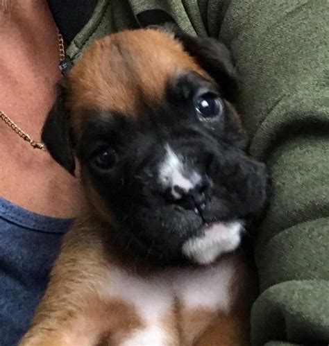 boxer puppies for sale denver colorado|boxer puppies colorado springs.